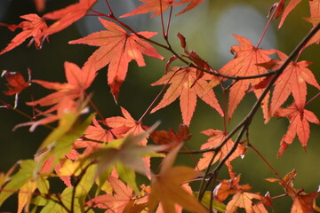 紅葉の葉