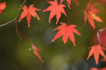 紅葉の葉