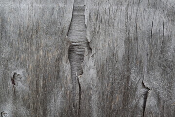 cracked tree background