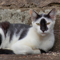 portrait of a black and white tabby cat with green eyes, staring at the camera.