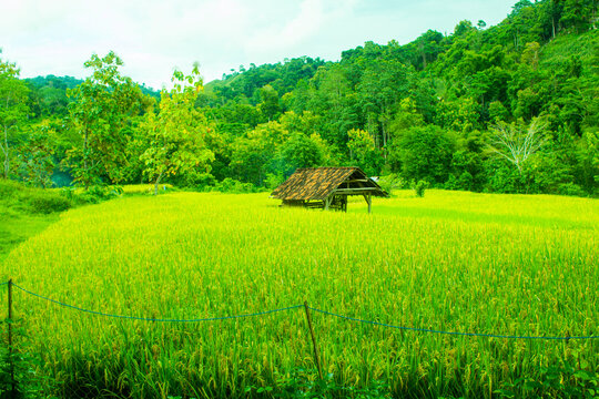 Ricefeild Template รูปภาพRicefield – เลือกดูภาพถ่ายสต็อก เวกเตอร์ และวิดีโอ5,859 | Adobe Stock