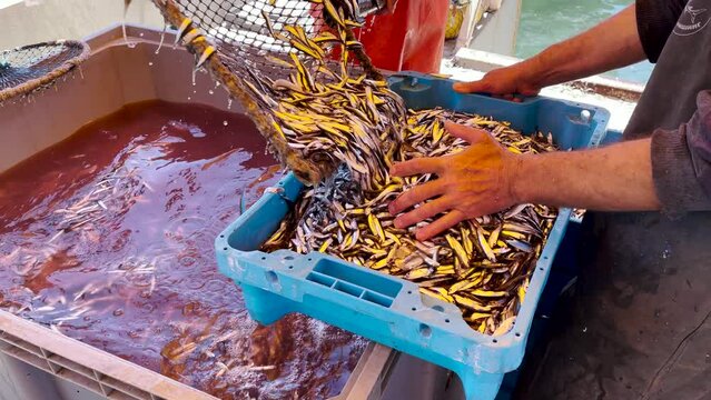 Fishermen on a fishing boat unload small anchovy or hamsi fish caught with a net into boxes. Workers also select jellyfish from fish caught.