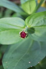 ladybug on a green leaf