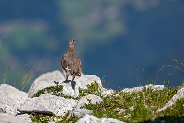 Lagopède alpin (Lagopus mutus) mâle en été. Alpes. France