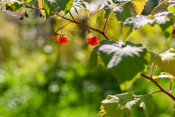 Ripe raspberry in the fruit garden. Raspberry bushes with ripe berries