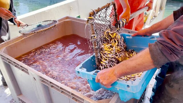 Fishermen on a fishing boat unload small anchovy or hamsi fish caught with a net into boxes. Workers also select jellyfish from fish caught.