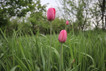 pink tulips
