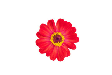 Zinnia flower pink ,red-orange, isolated on the white background.