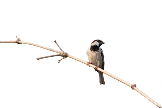 Eurasian Tree Sparrow(Passer montanus), beautiful brown bird isolated perching on branch with white background. - Powered by Adobe