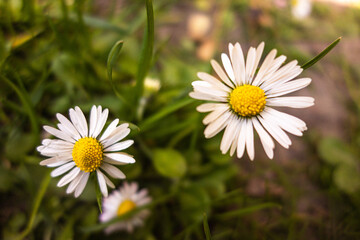 Daisy flower blooming on green meadow