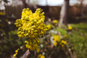 Early spring plant blooming in the garden