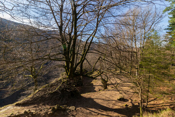 beech without leaves in winter in the gorbea natural park in the basque country