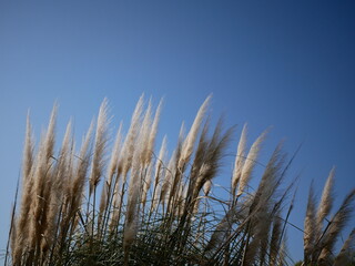 Fototapeta premium grass and sky
