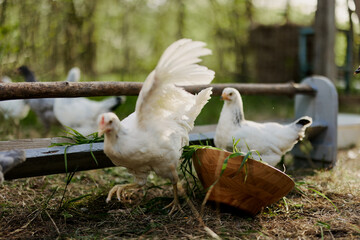 Young chickens and roosters eat organic feed from feeders on a green farm in nature without chemicals or pesticides for the health of the birds