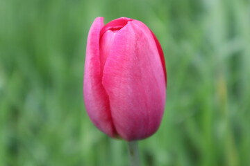 pink tulip