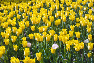 Field with yellow tulips in sunny day outside