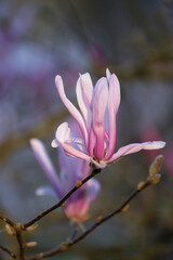 Arbre en fleurs dans un parc au printemps