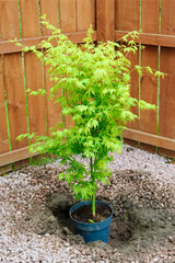 Maple tree during planting sequence in house garden