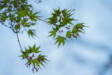 Arbre asiatique au parc oriental de Maulévrier