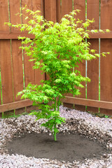Fototapeta na wymiar Maple tree during planting sequence in house garden