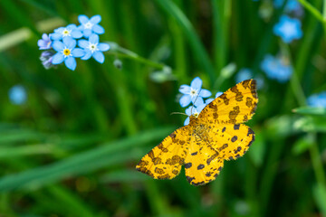 papillon jaune taché de noir,Pseudopanthera macularia
