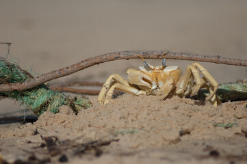 Ghost crab on the sand. Langue de Barbarie National Park. Saint-Louis. Senegal.