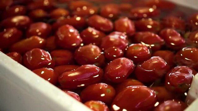 Red tomatoes in a bowl with water
