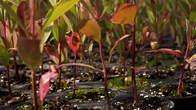 Small trees in a breeding farm