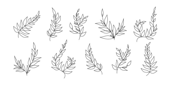 Set line branches with leaves - spring decorative elements, plant silhouettes. Natural decorative illustrations for summertime or springtime collage, design or decor. Foliage outline decorations.