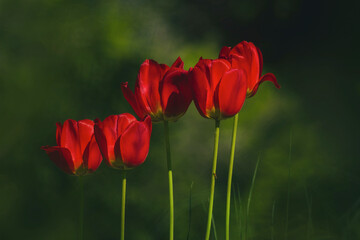 tulip, rot, wiese, freigestellt, Nahaufnahme, soft Hintergrund, 