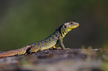 Beautiful female ocellated lizard (Timon lepidus) in a rocky environment. Scary and colorful green and blue lizard and habitat. Wild mediterranean reptile from Spain. Lizard pattern shown in the skin