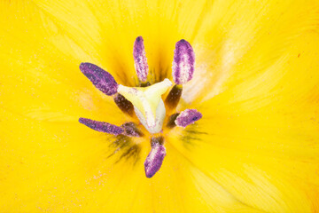 inside part of yellow tulip