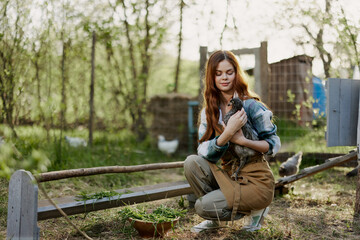 A woman farmer in work clothes is holding a young chicken and inspecting a feeder with organic organic chicken food on the farm on a sunset summer day