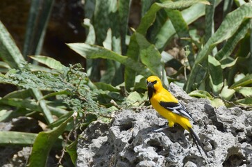 yellow Oriole on a rock in a garden setting