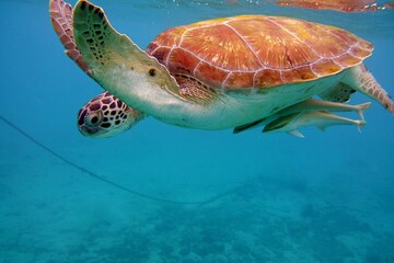 underwater photo of a Green turtle swimming with two pilot fish in the ocean, side view closeup