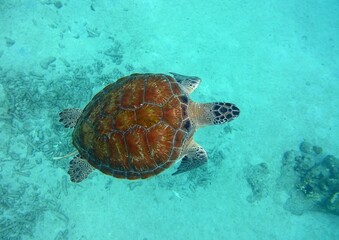 underwater photo of a Green turtle swimming in the ocean top view with great view of the dorsal...