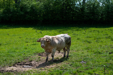 taureau charolais