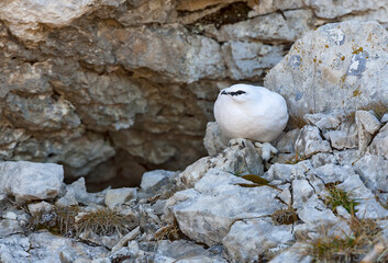 Lagopède alpin (Lagopus mutus) mâle en novembre. Alpes. France