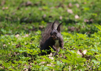 Naklejka na ściany i meble A black squirrel in dynamics, running through the grass 