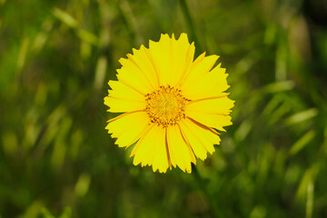 Coreopsis lanceolata by the roadside. beautiful yellow flowers.