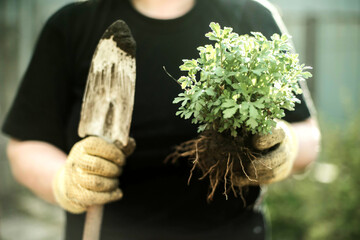 Woman Hands seedling growing. Planting a veggie garden plant vegetable green soil strawberries .