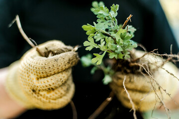 Woman Hands seedling growing. Planting a veggie garden plant vegetable green soil strawberries .