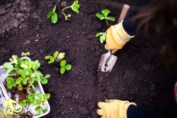 Woman Hands seedling growing. Planting a veggie garden plant vegetable green soil strawberries .