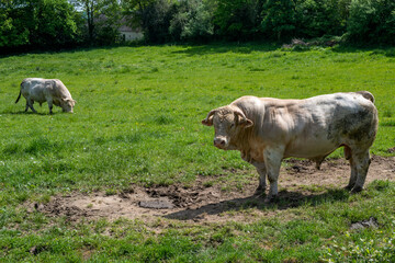taureau charolais