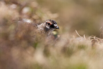 Lagopède alpin (Lagopus mutus) portrait de mâle au printemps. Alpes. France
