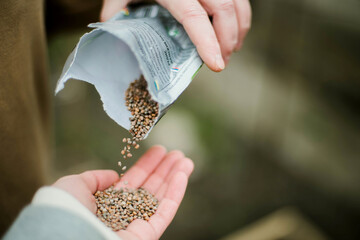 Gardener sowing peas seeds in a vegetable bed. Preparing for new garden season.