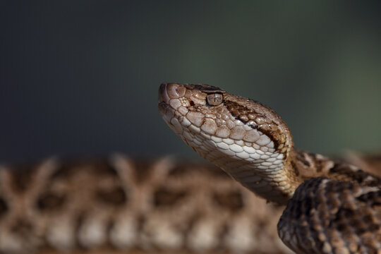 Closeup of snake in the wild