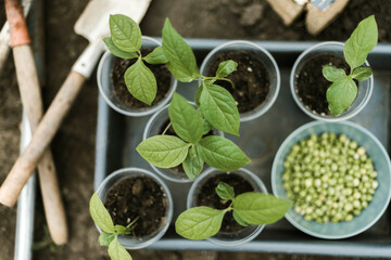 Gardener sowing peas seeds in a vegetable bed. Preparing for new garden season.
