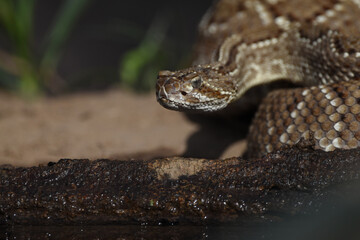 Closeup of snake in the wild