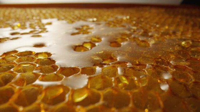 Honeycomb frame with golden organic honey. Thick sweet honey fills the hexagonal cells of honeycombs. Close up of a honeycomb in the apiary. Concept of beekeeping, organic natural honey, agriculture.
